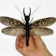 Illustration for article titled World's Largest Aquatic Insect Found In China